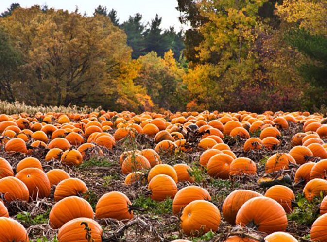 Pumpkin PatchFall In Love With These 7 Spooky Season Stops In Marietta, GA